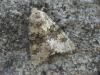 Hecatera dysodea